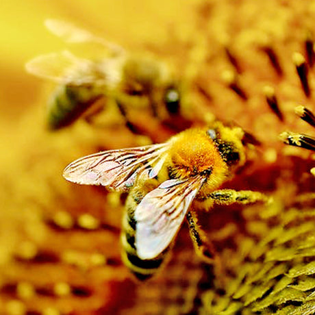 Attrezzature per l'apicoltura