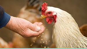 Futtermittel für Hühner