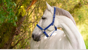 Cavezza Kerbl Eco Per Puledri - In Vera Pelle - Foto 9