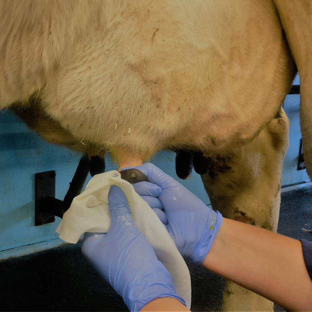 Prodotto per la cura della mammella Tiroler Olio di Roccia 500ml