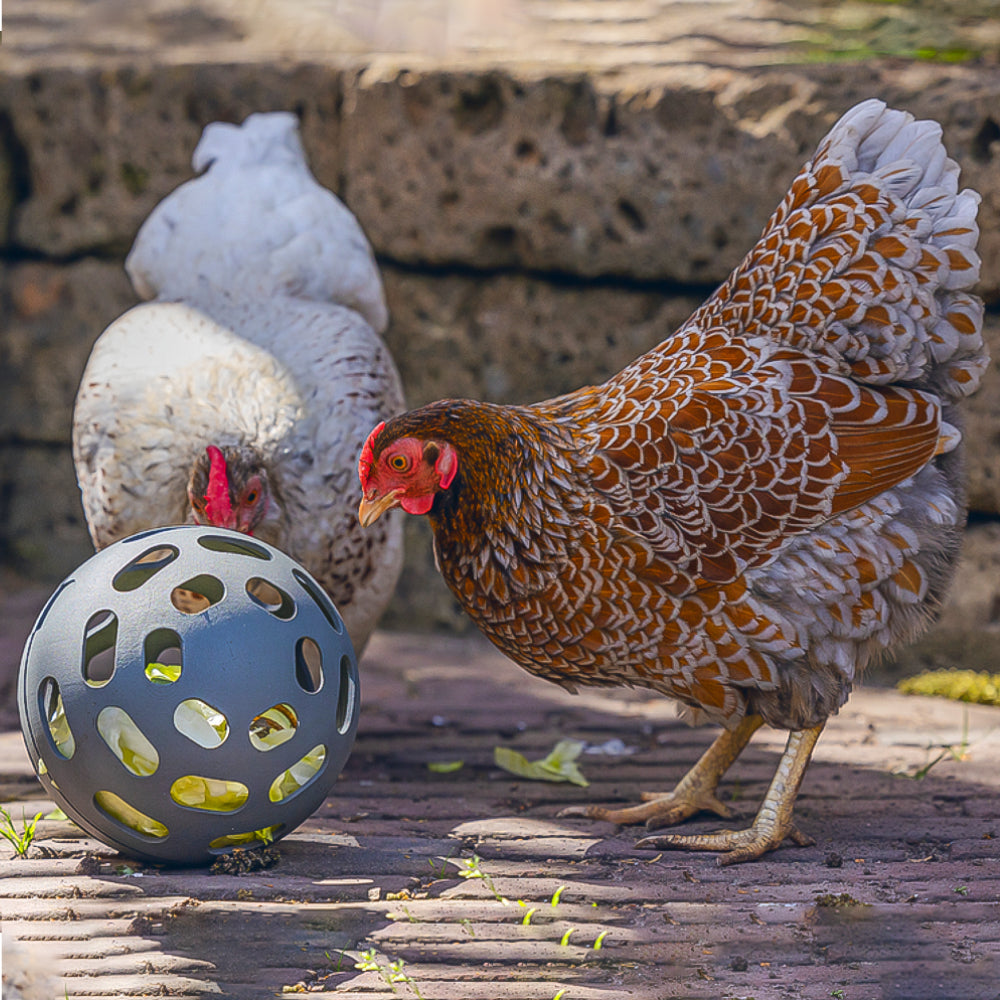 Palla Snack per Galline - 100% Plastica Riciclata | Ø 150mm | Ecologica