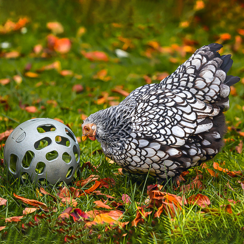 Palla Snack per Galline - 100% Plastica Riciclata | Ø 150mm | Ecologica