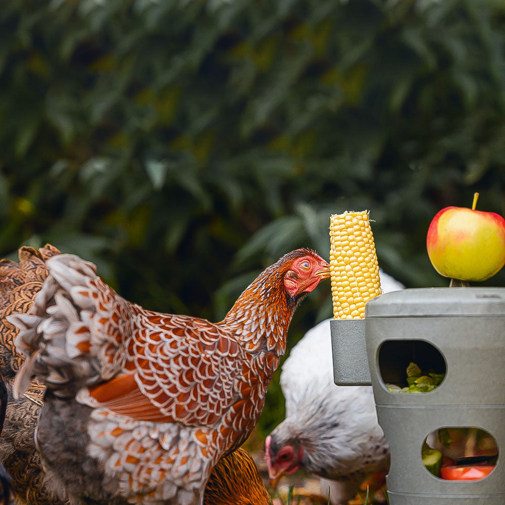 Snack per Pollame Ecologico / Tour Alimentare – Materiale 100% Riciclato