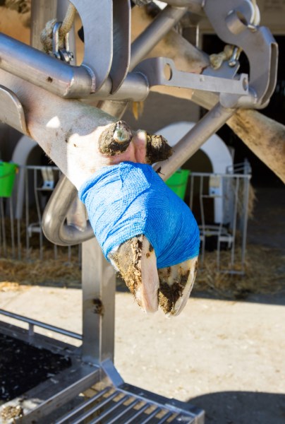 Benda per artigli Vetlastic