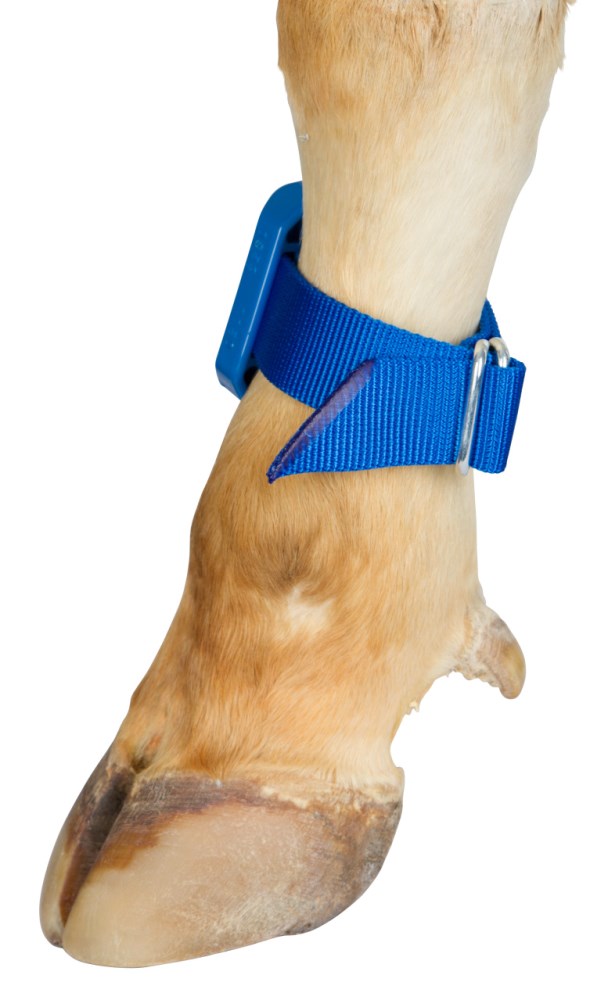 Fascia di marcatura per pedometro