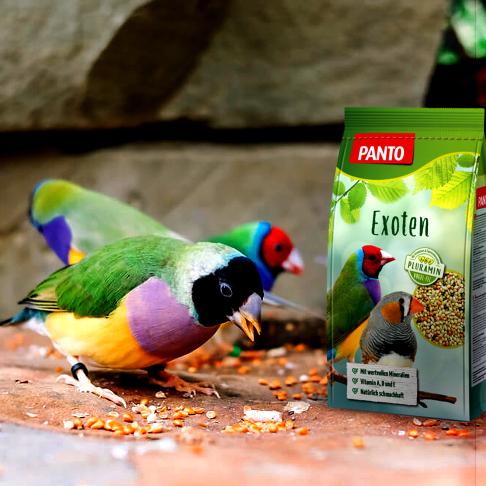 Panto cibo esotico 1Kg, Mangime Ornamentale Per Uccelli, Mangiante Verde Come Integratore Al Mangimo Di Cereali