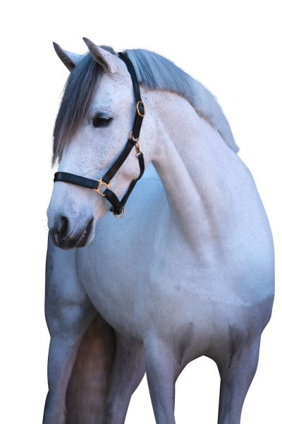 Cavezza Eco con ottone pesante