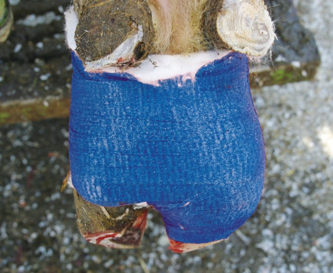 Benda per artigli Vetlastic