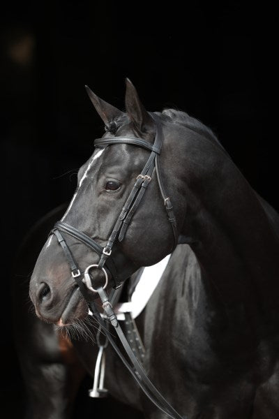 Briglia per cavalli di qualità standard