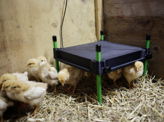 riscaldatore per pulcini
