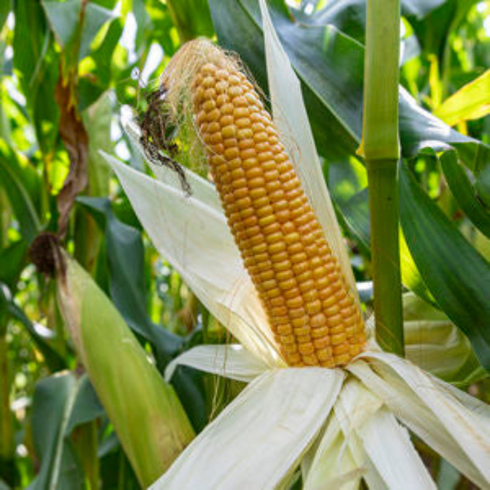 Invia Avitus/KWS - 50.000 Iniziali