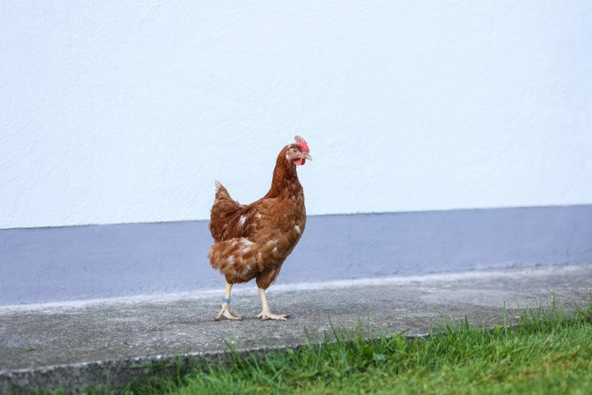 Anelli spirale, per zampe di pollame, multicolore, in plastica