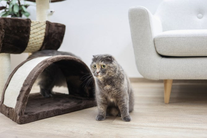 Albero Tiragraffi Safari con Lettino 30 cm