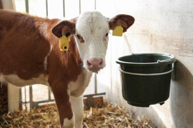 Accessori per l'allevamento dei vitelli Supporto per secchio zincato