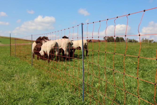 Rete per le pecore AKO OviNet Premium Protezione