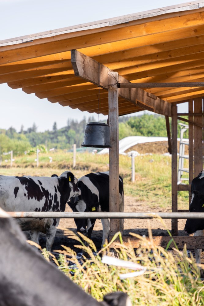 Secchio per colla per tafani con accessori per appendere