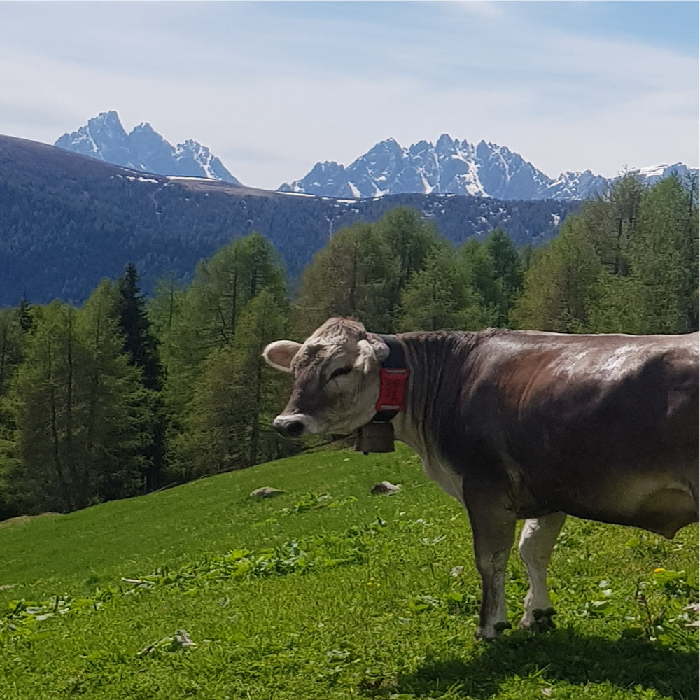 Localizzatore GPS QTrack Q4 con LTE e Batteria Ricaricabile – Tracciamento in Tempo Reale