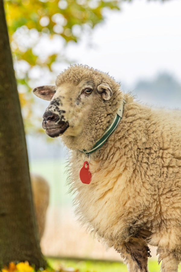 targhetta identificazione pecore
