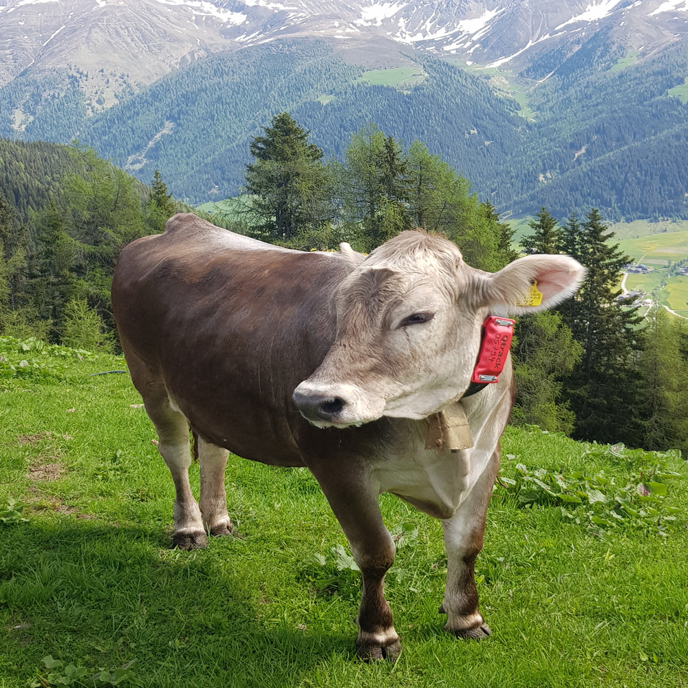 Localizzatore GPS QTrack Q4 con LTE e Batteria Ricaricabile – Tracciamento in Tempo Reale