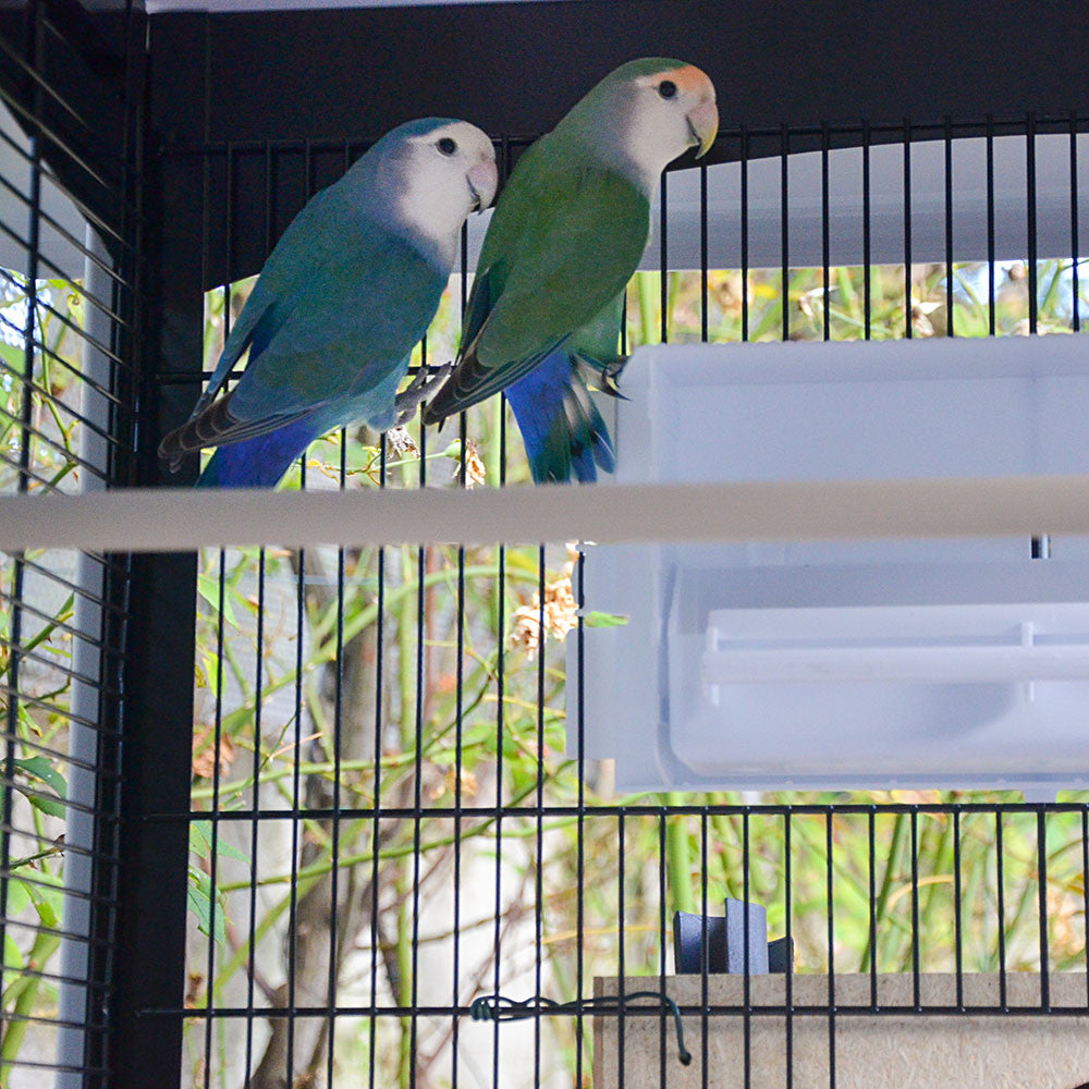 Voliera Duetto Blu gabbia spaziosa per piccoli uccelli