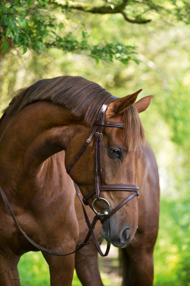 Briglie e morso Classic marrone