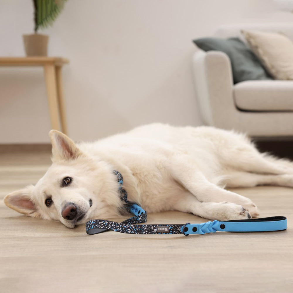 Collare Resistente Lima per Cani