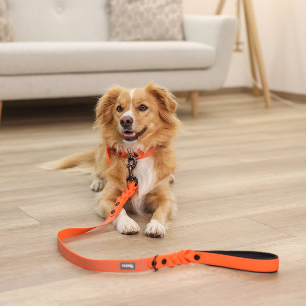 Collare per Cani Puno – Extra Resistente con Stampa Riflettente e Chiusura in Acciaio