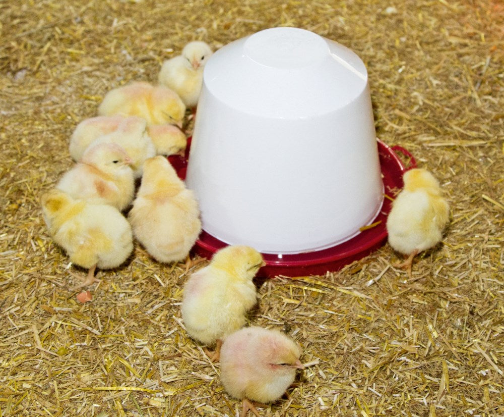 Tränke aus Kunststoff für Küken und Hühner