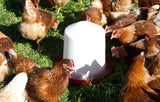 Abbeveratoio per polli in plastica