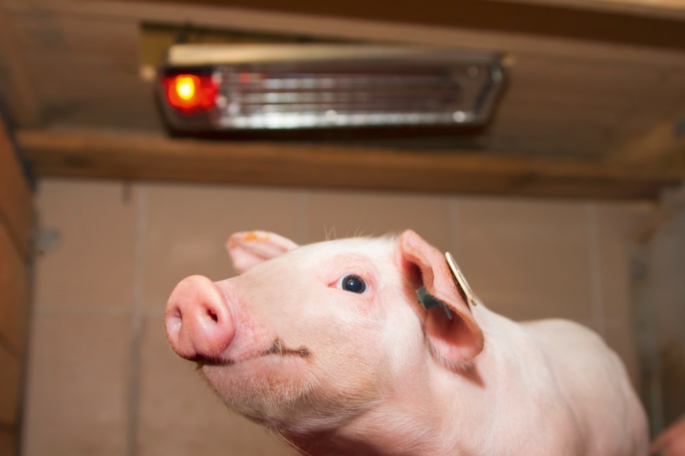 Lampada di irradiazione del calore SunnyBoy 150 W