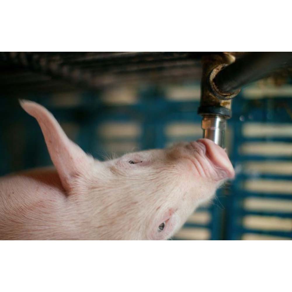 Nipplo a mordente per suini acciaio ottone con cono a pressione grosso