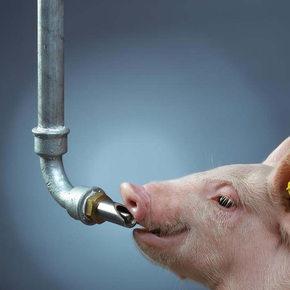 Nipplo a mordente per suini acciaio ottone con cono a pressione grosso