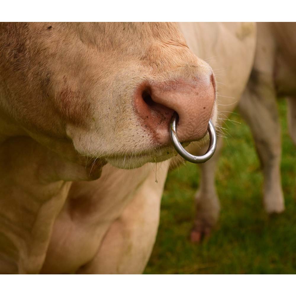 anelli per tori su richiesta