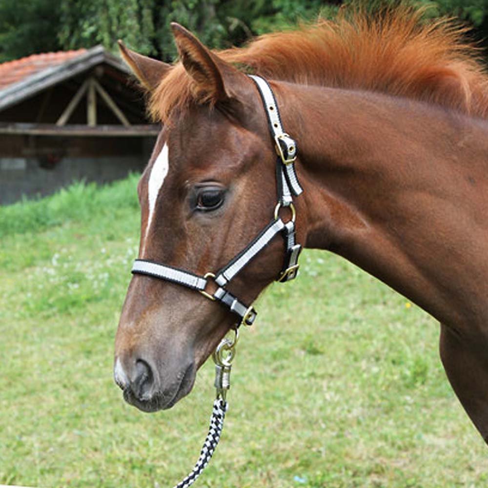 Cavezza esclusiva in nylon per puledro