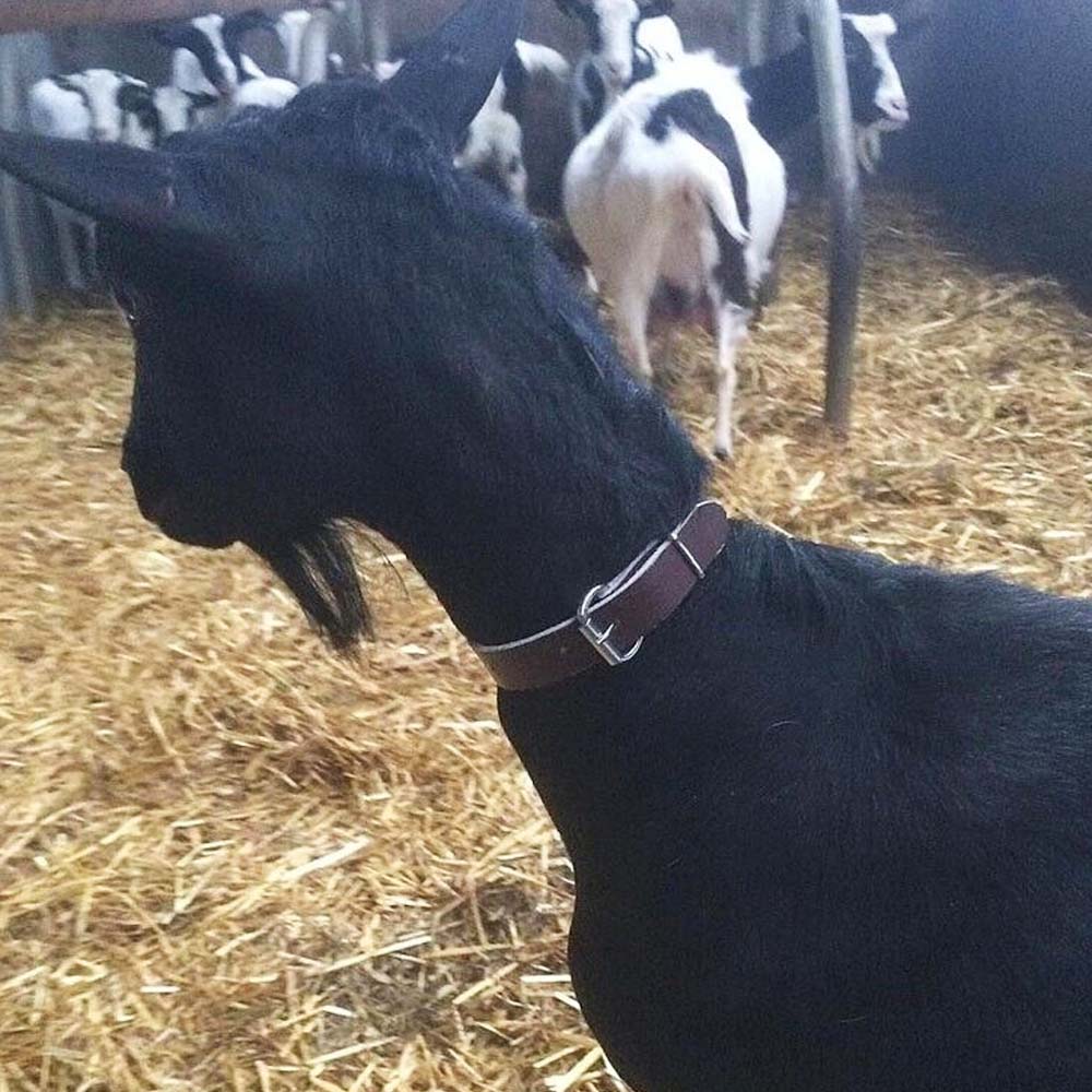 Collare in pelle per pecore e capre 65 cm