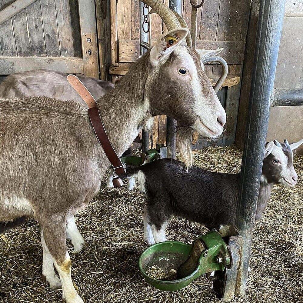 Collare in pelle per pecore e capre 65 cm