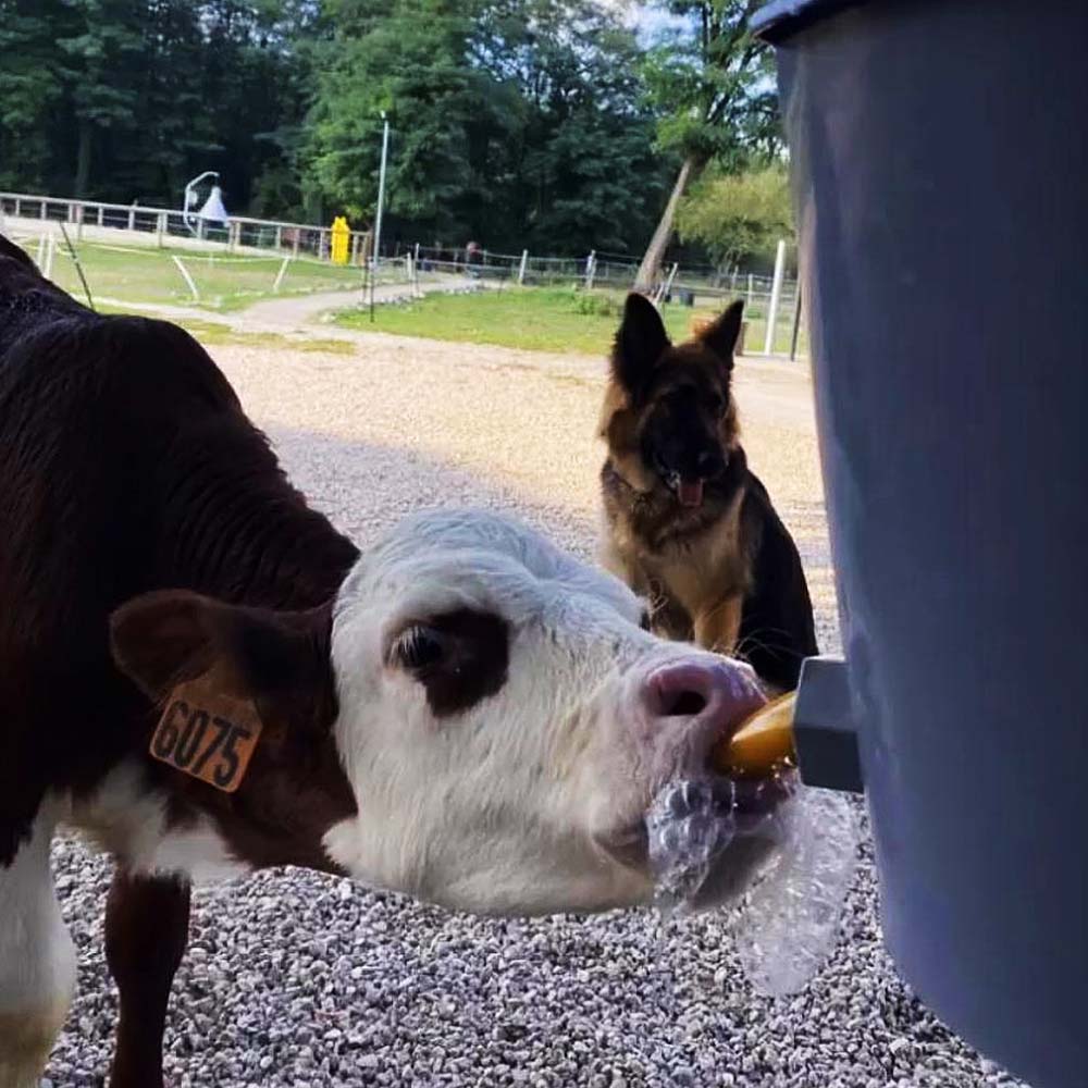 Secchio per vitelli in plastica
