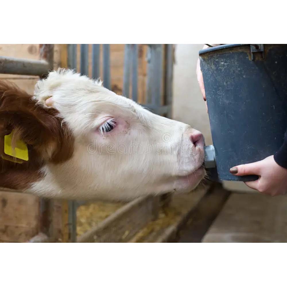 Secchio per vitelli in plastica