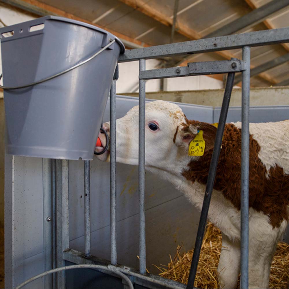 Secchio per vitelli in plastica