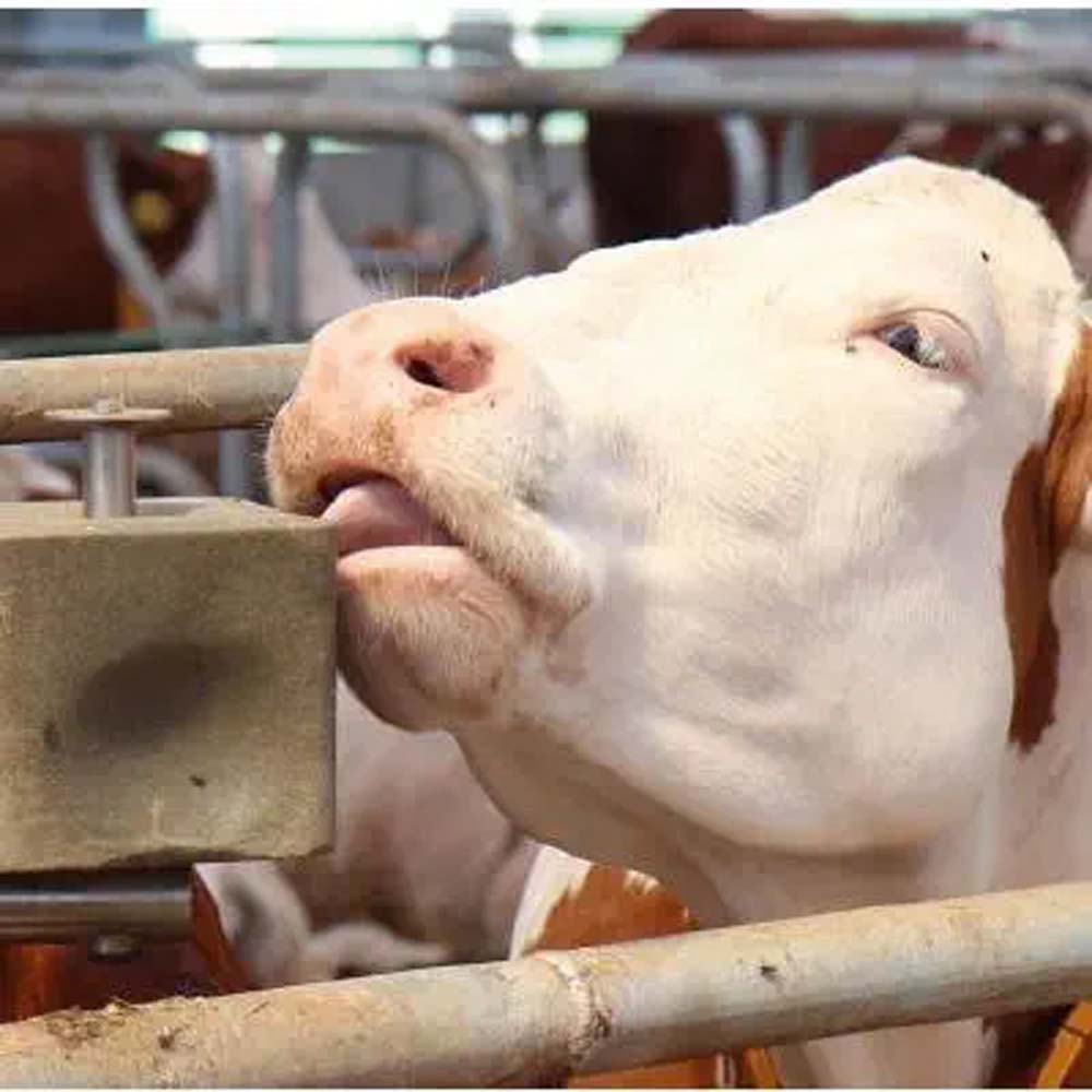 Supporto resistente per pietra da leccare