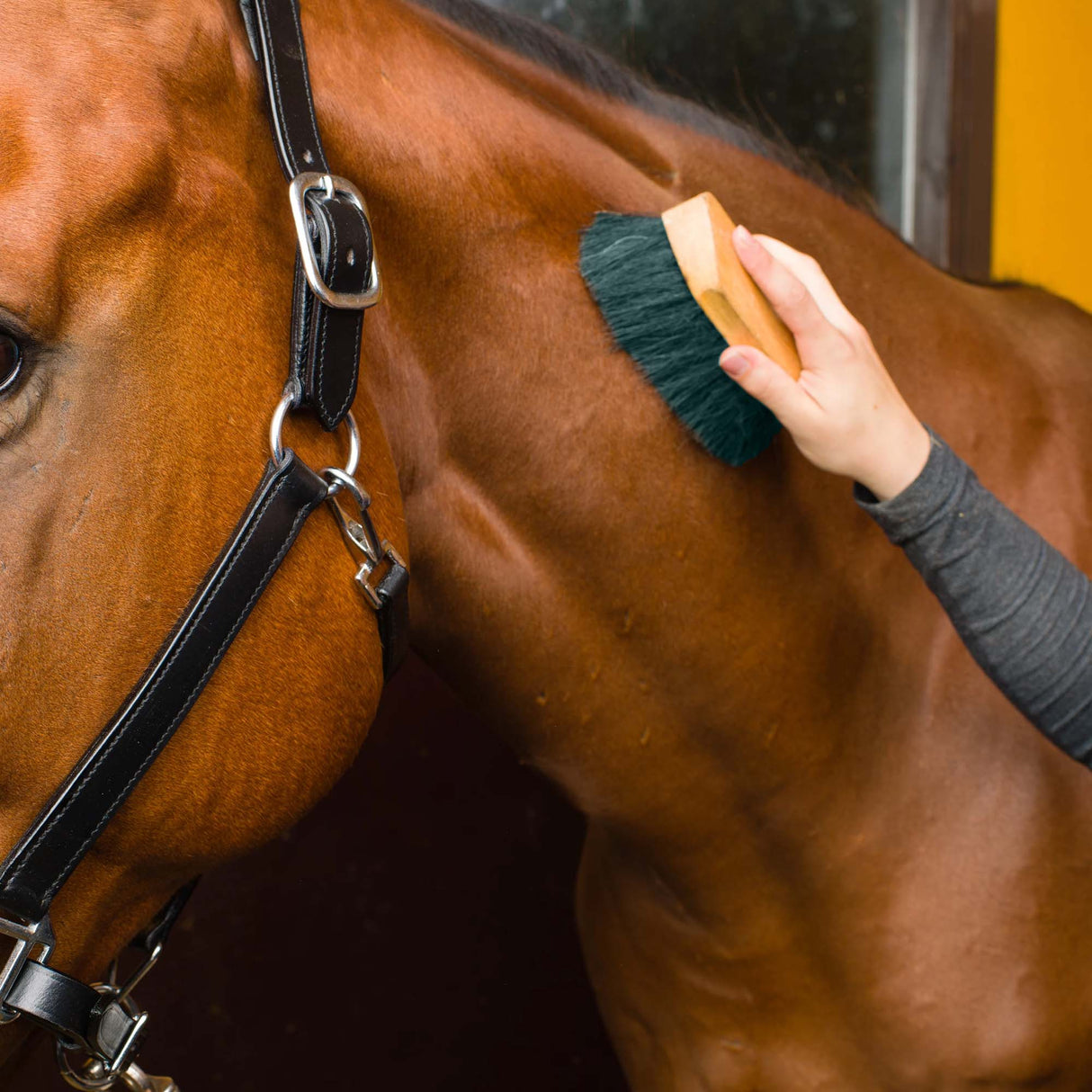 Robusta Striglia Per Cavalli