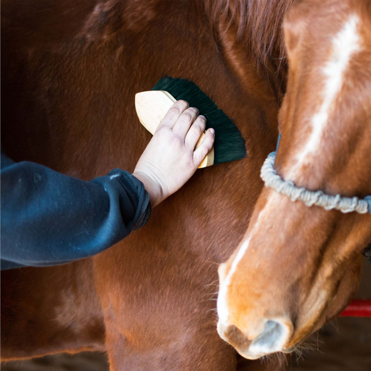Robusta Striglia Per Cavalli
