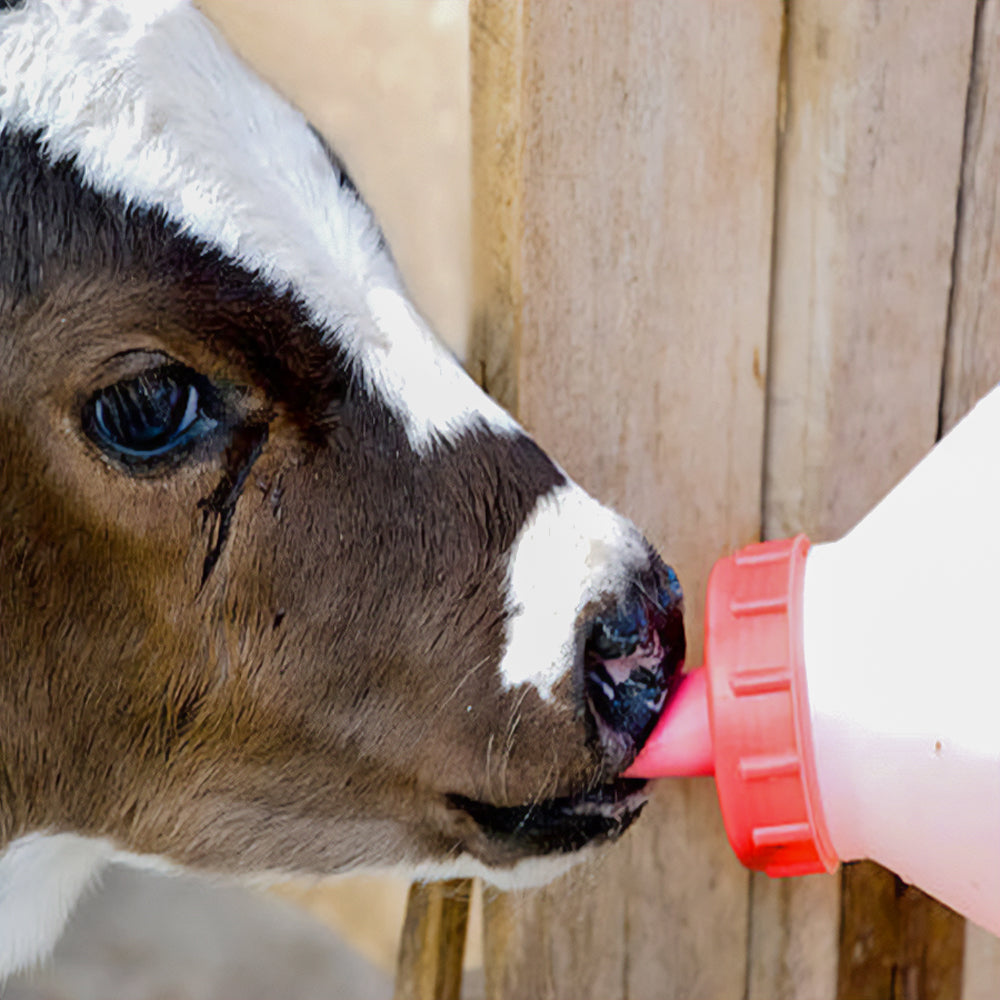 Accessori per l'allevamento dei vitelli Bottiglia