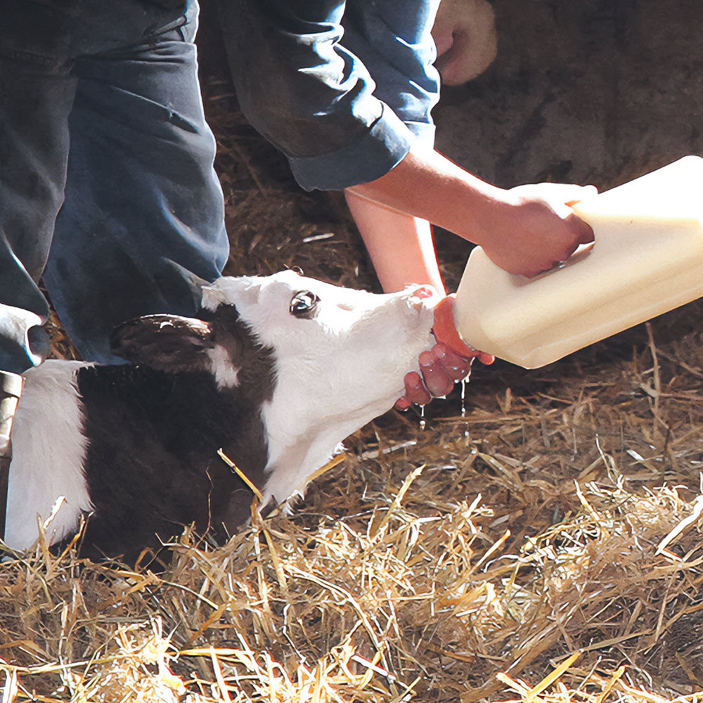 Accessori per l'allevamento dei vitelli Bottiglia