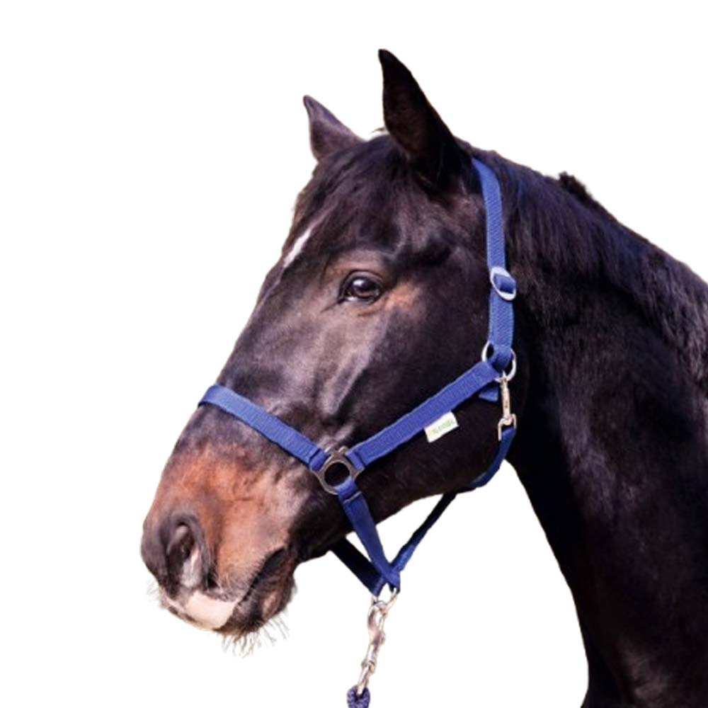 Capestro per cavalli alta qualità