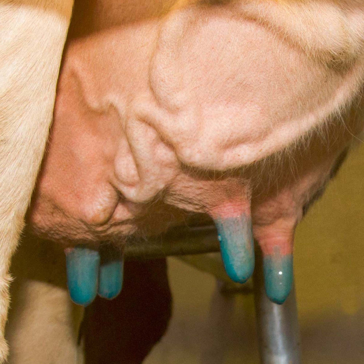 Coppa di immersione standard per il bagno del capezzolo