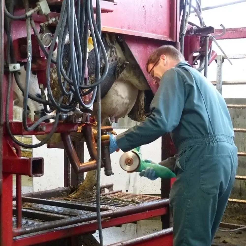 Disco Abrasivo Super Hoof 115 mm per Zoccoli e Corna