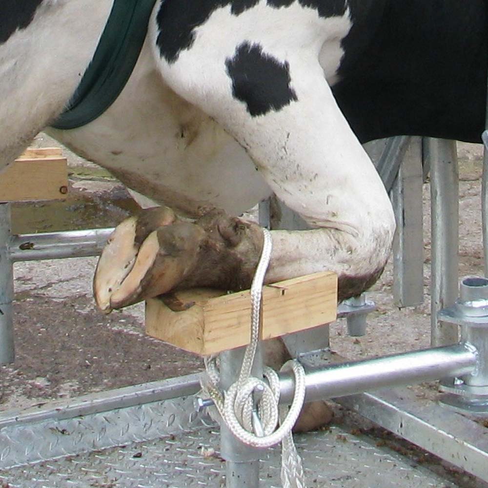 Disco Abrasivo Super Hoof 115 mm per Zoccoli e Corna