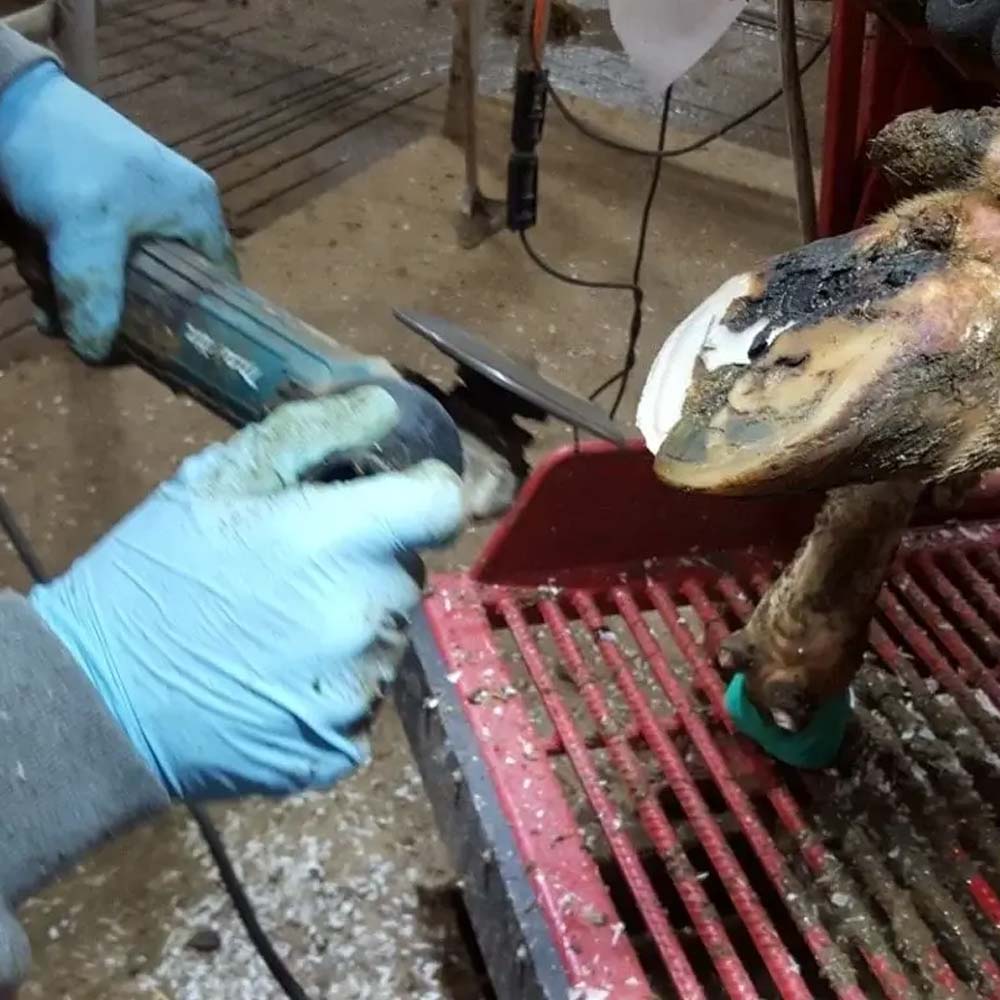 Disco Abrasivo Super Hoof 115 mm per Zoccoli e Corna