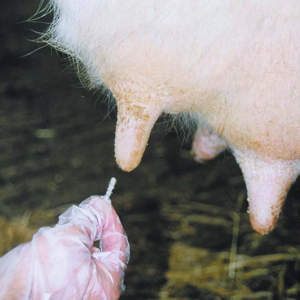 Cannula Capezzolo Lana- Bovini Mucche Pecore Stiloidi mMmmella 20 Pezzi